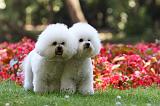 BICHON FRISE 609